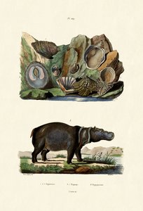 シェル、1833-39